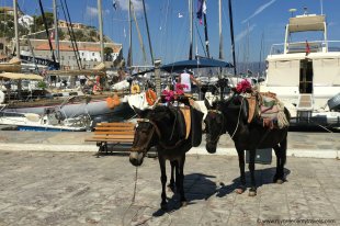 hydra_donkeys