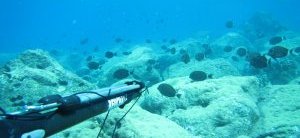 Spearfishing at Easter Island with harpoon, maito fish school